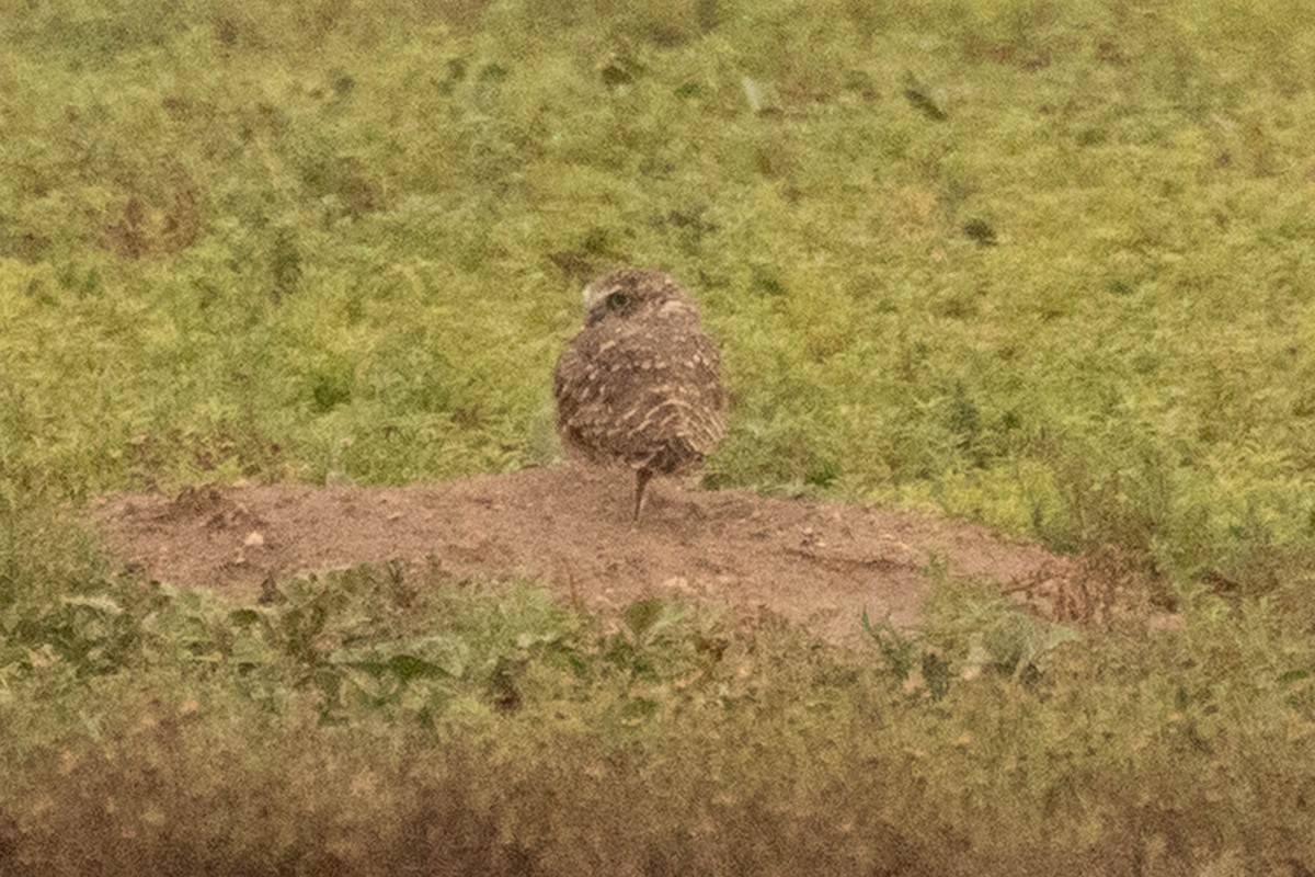 Burrowing Owl - ML641241891