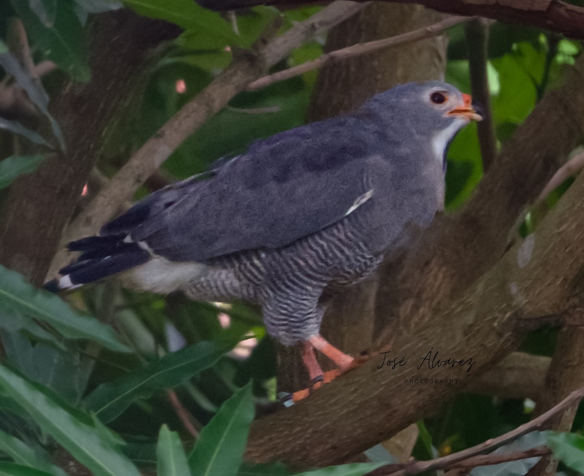 Lizard Buzzard - ML641241911