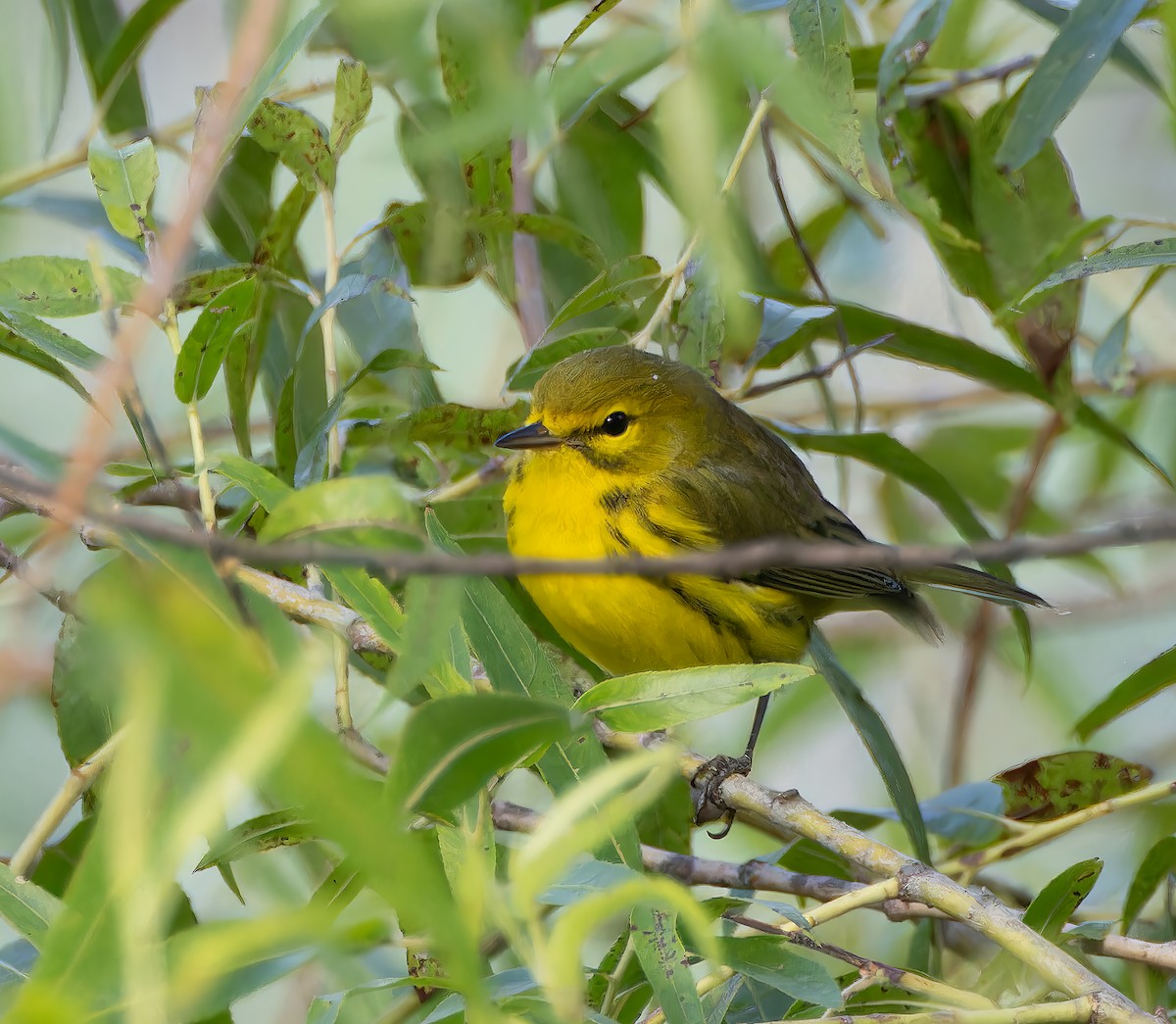 Prairie Warbler - ML641241915