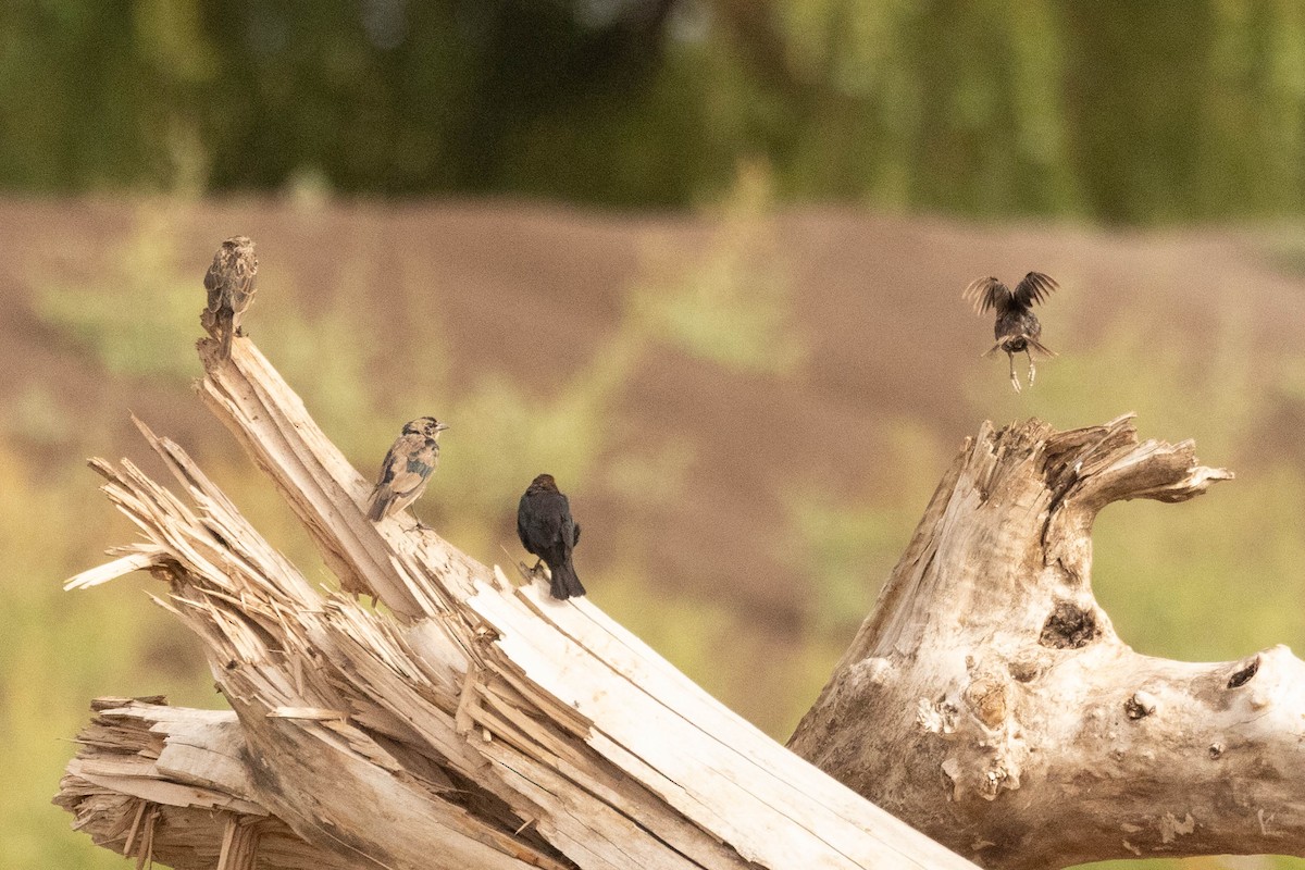 Brown-headed Cowbird - ML641241924