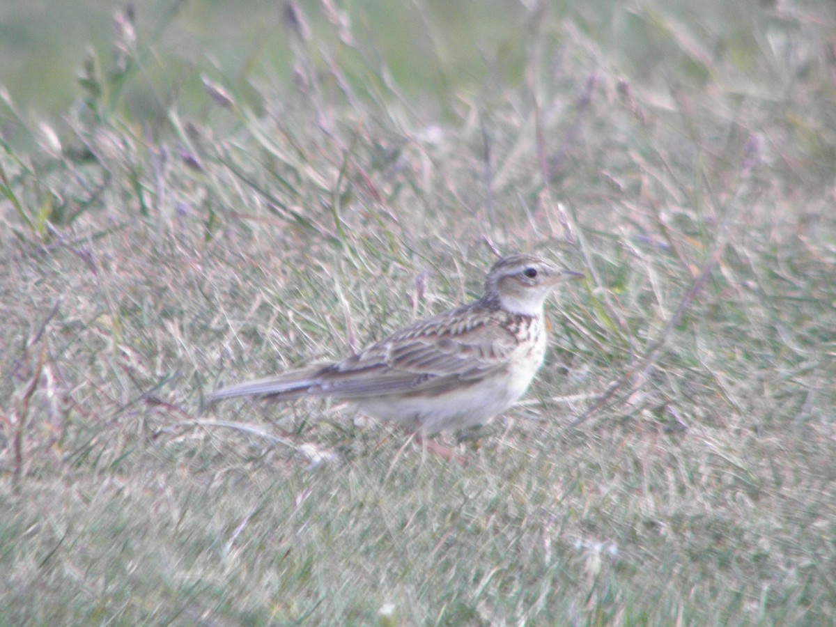 Eurasian Skylark - ML641241942