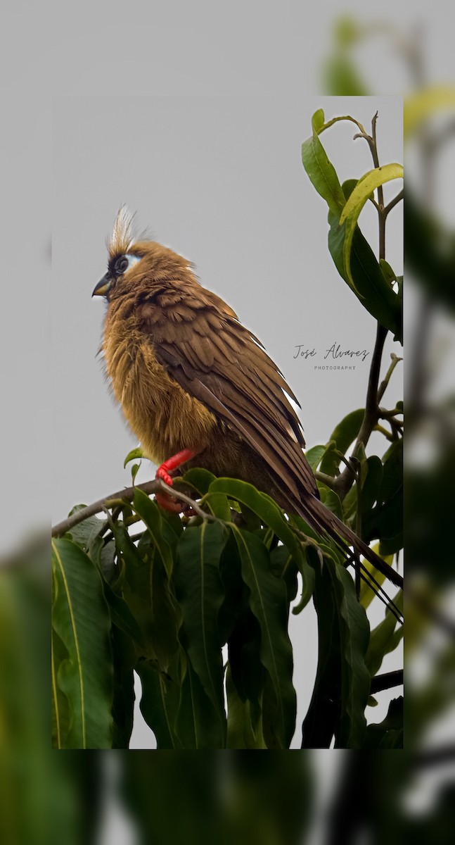 Speckled Mousebird - ML641241970
