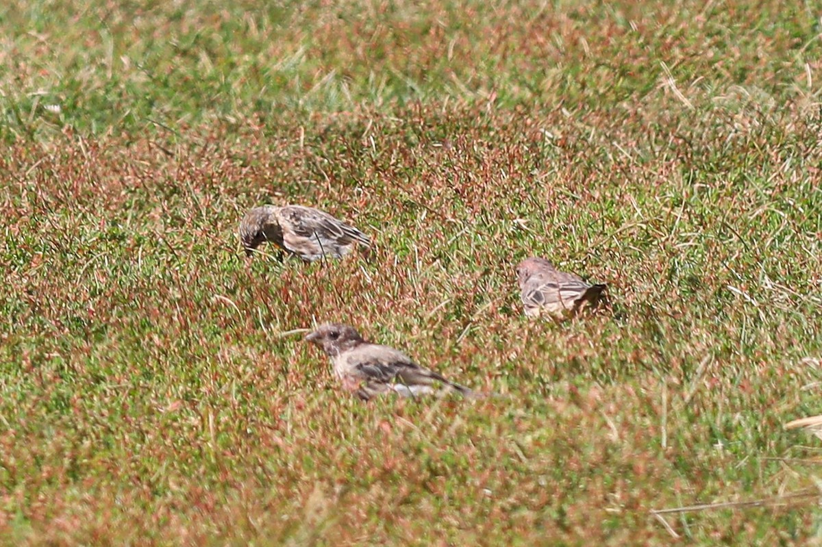 House Finch - ML641241972