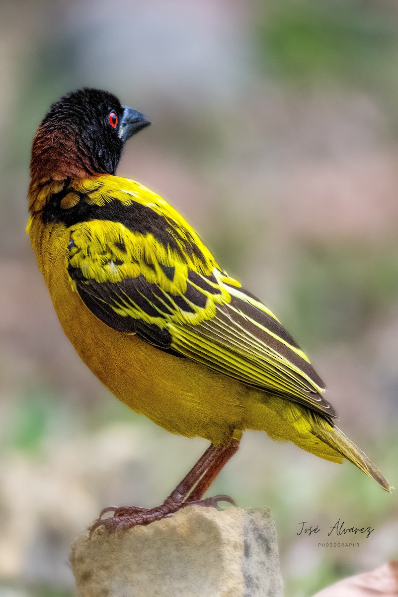 Village Weaver - ML641241987