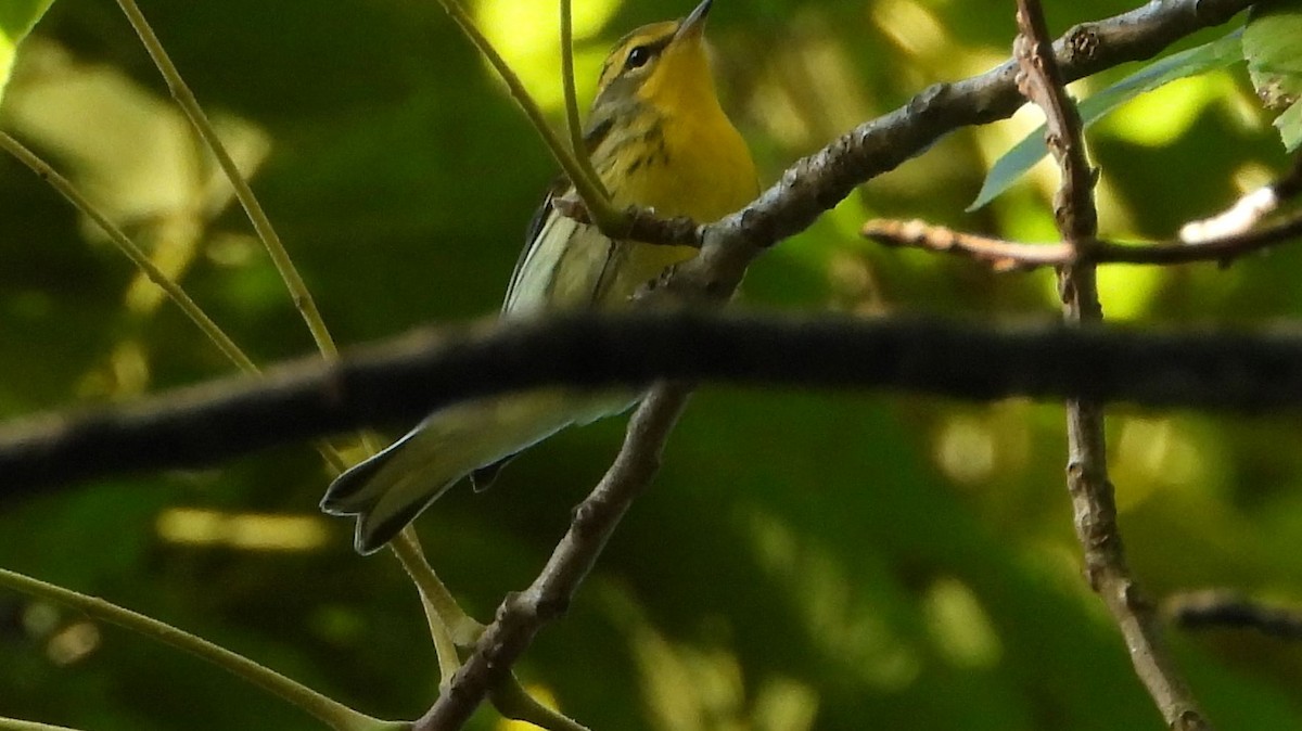 Blackburnian Warbler - ML641241989