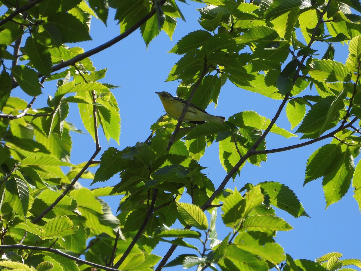 Blackburnian Warbler - ML641241993