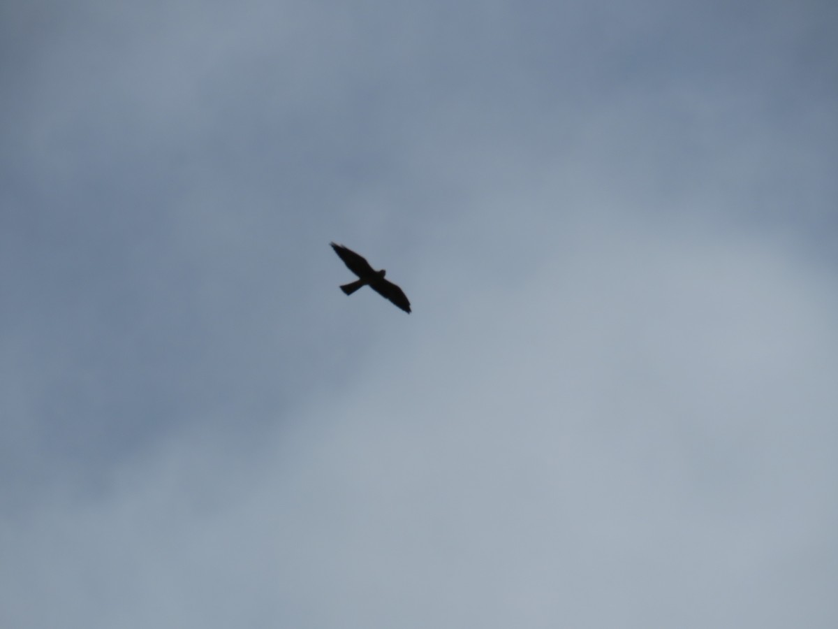 Mississippi Kite - ML641241997