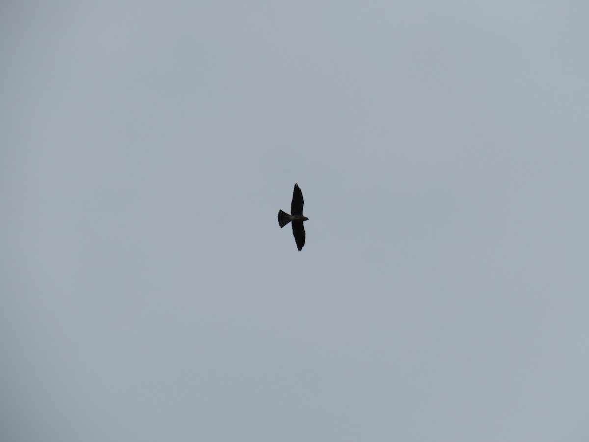 Mississippi Kite - ML641241998