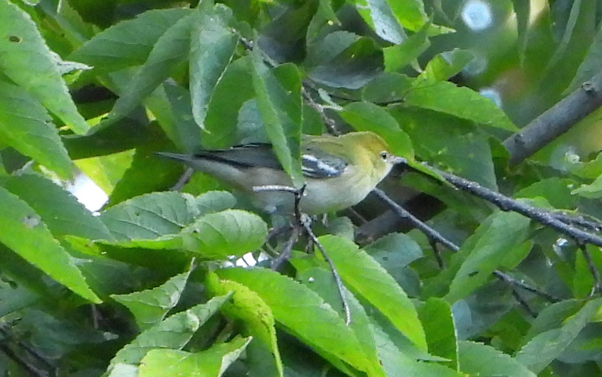 Bay-breasted Warbler - ML641242019