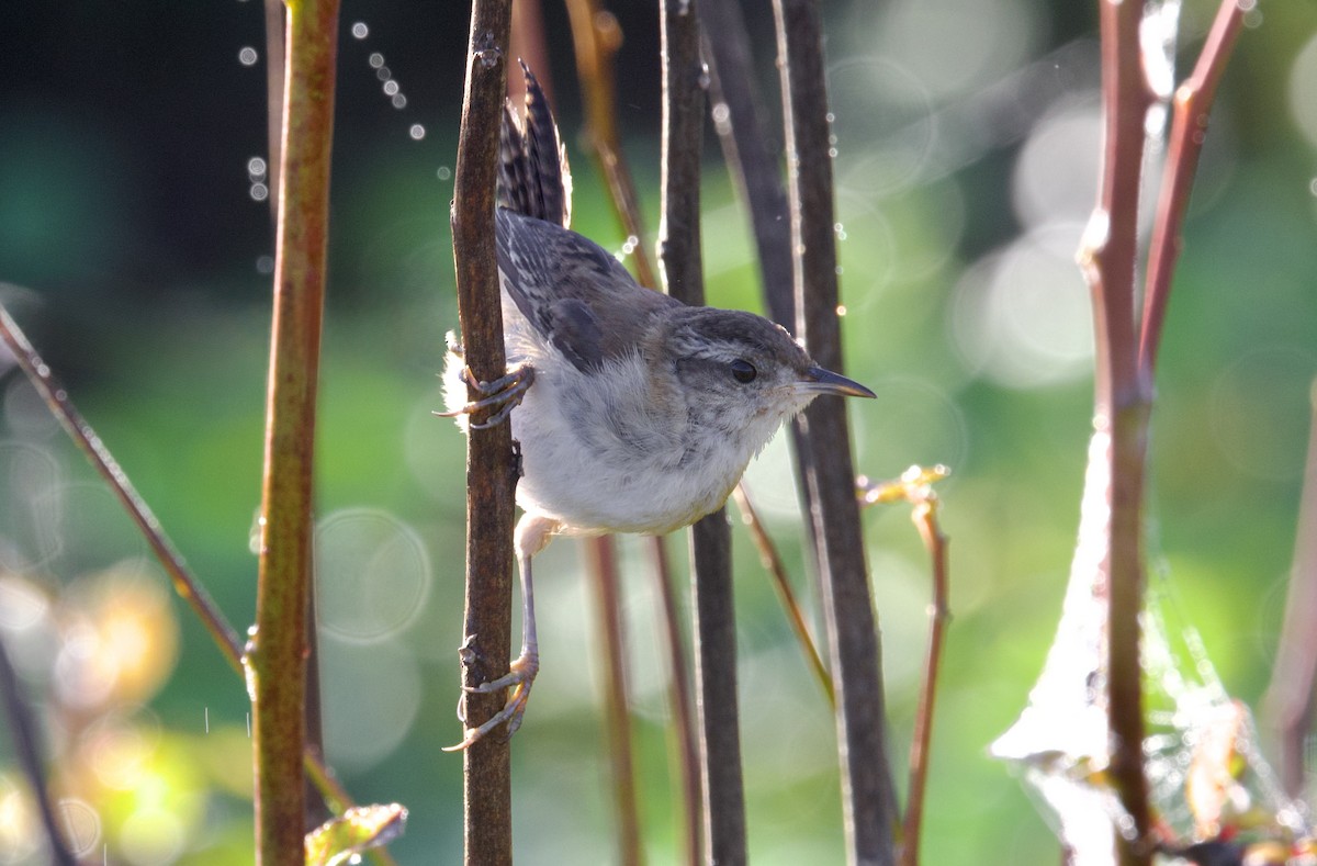Marsh Wren - ML641242063