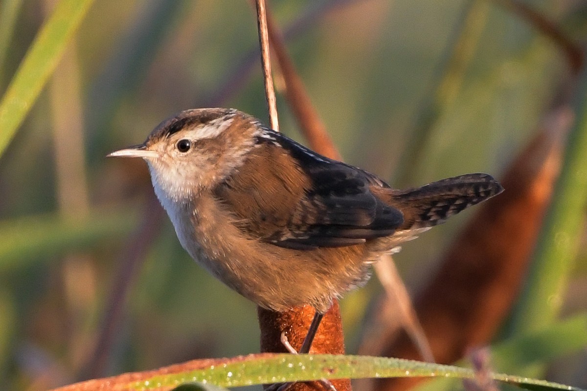 Marsh Wren - ML641242081