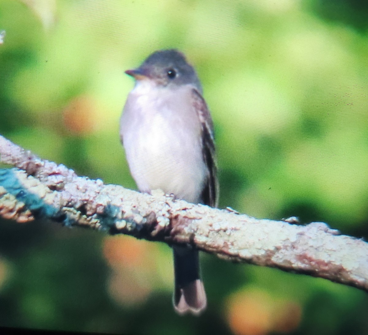 Eastern Wood-Pewee - ML641242082