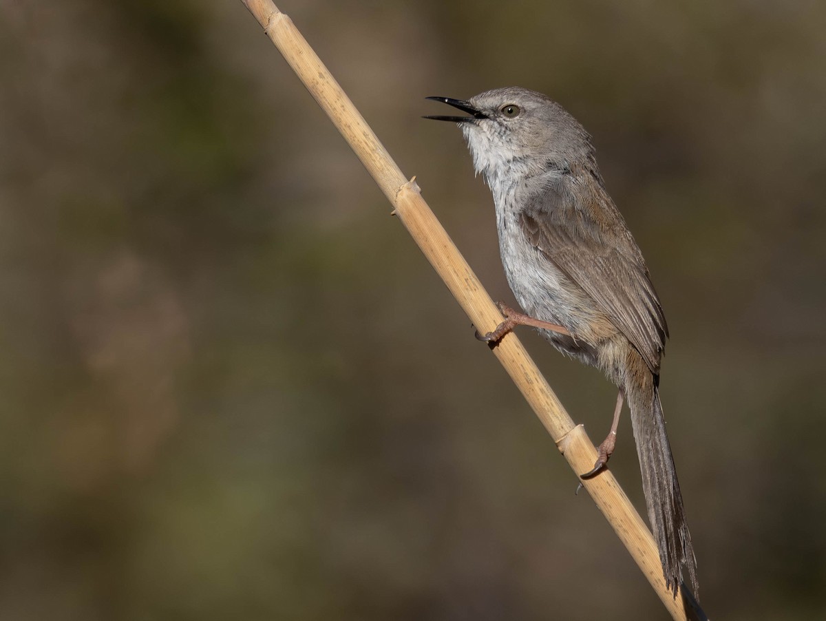 Namaqua Warbler - ML641242096