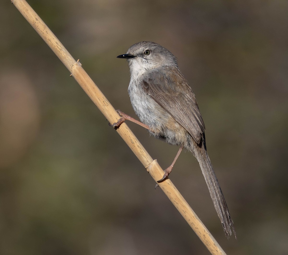 Namaqua Warbler - ML641242097