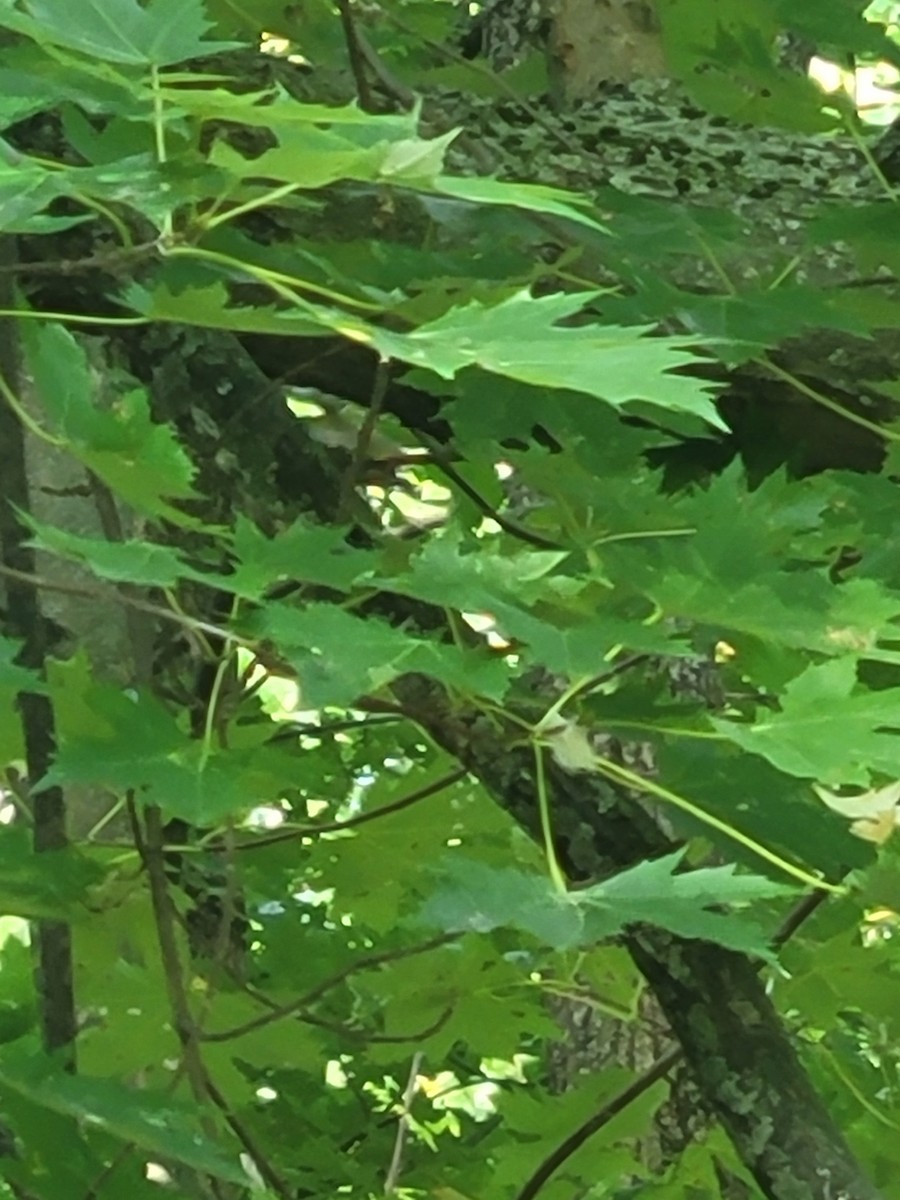 Brown Creeper - ML641242127