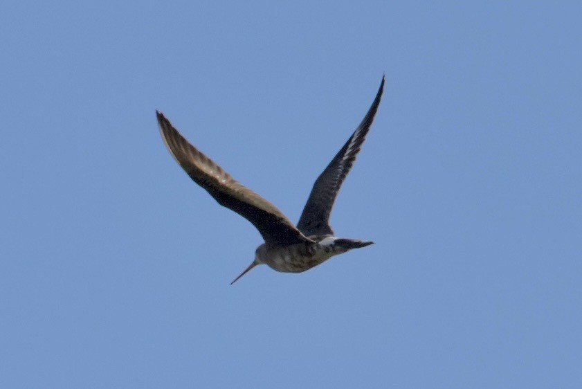 Hudsonian Godwit - ML641242130