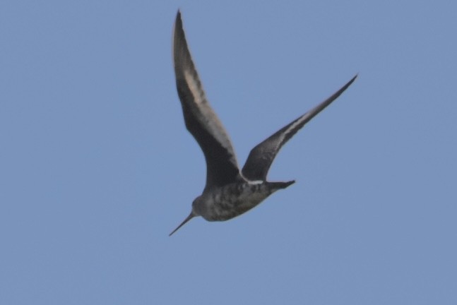 Hudsonian Godwit - ML641242131