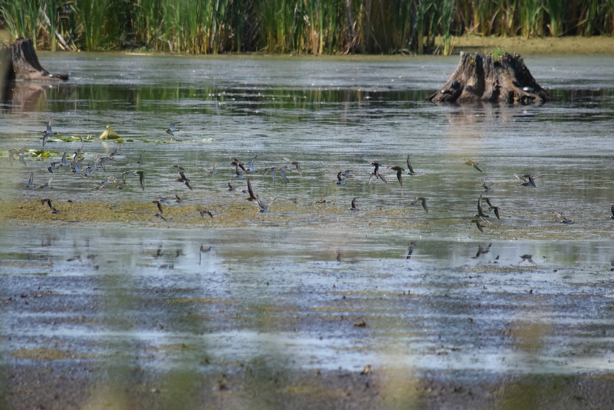 Semipalmated Plover - ML641242164