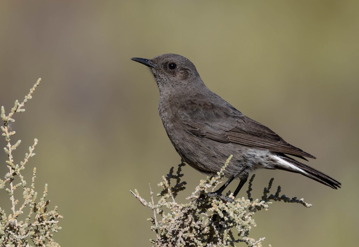 Mountain Chat - ML641242180