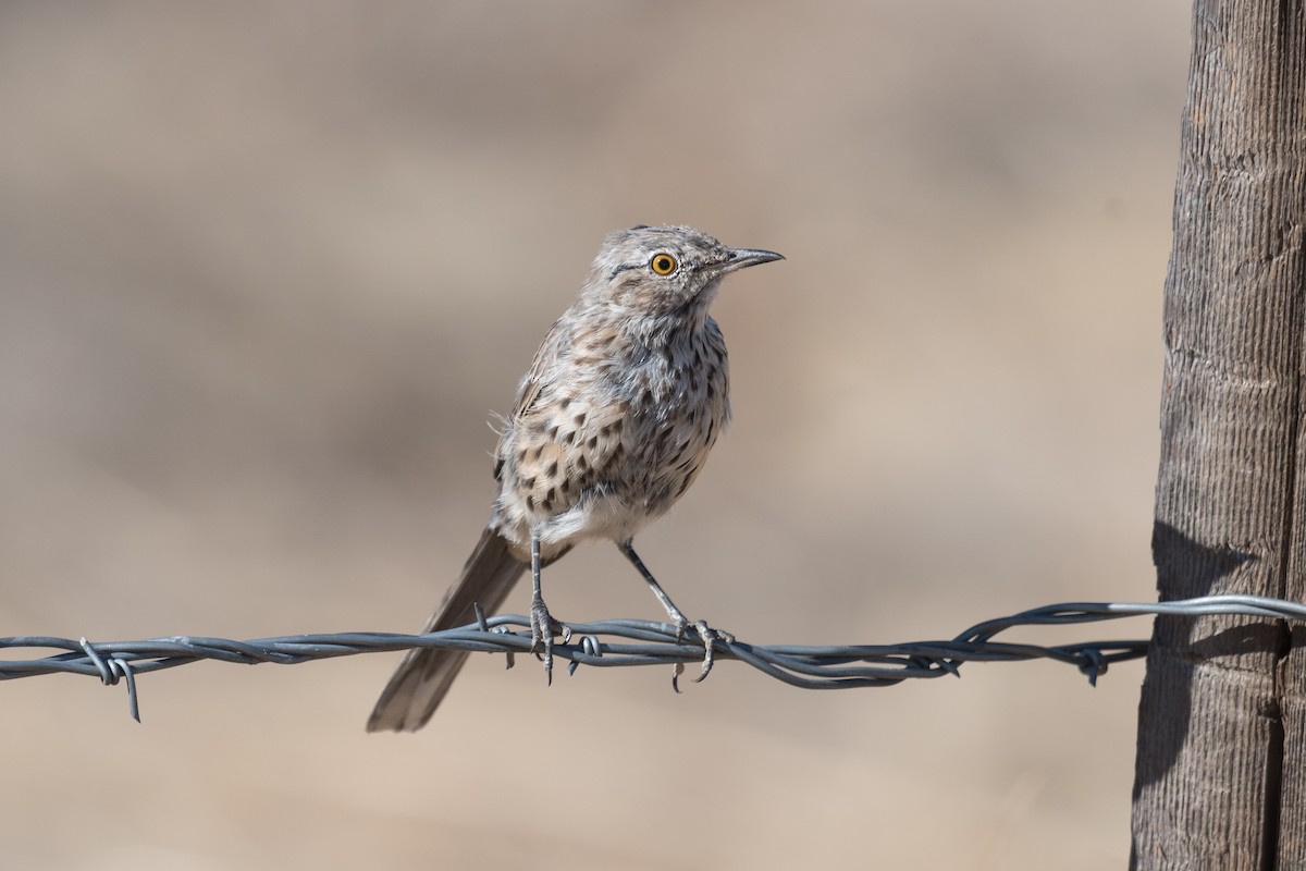 Sage Thrasher - ML641242207