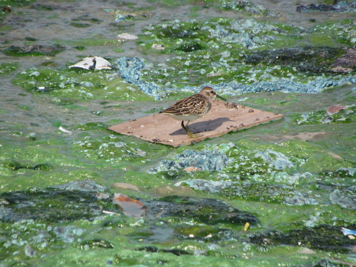pygmésnipe - ML641242236