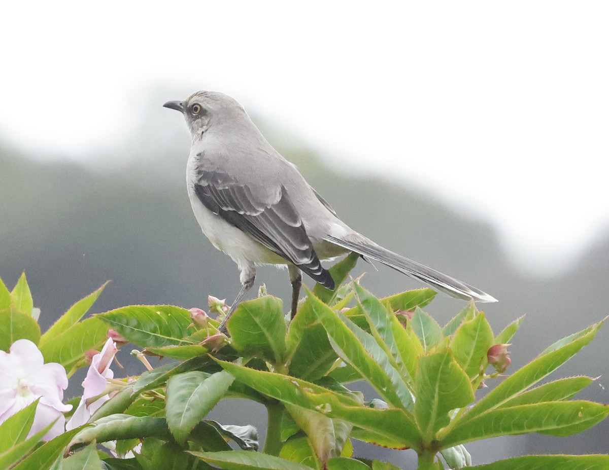 Tropical Mockingbird - ML641242261