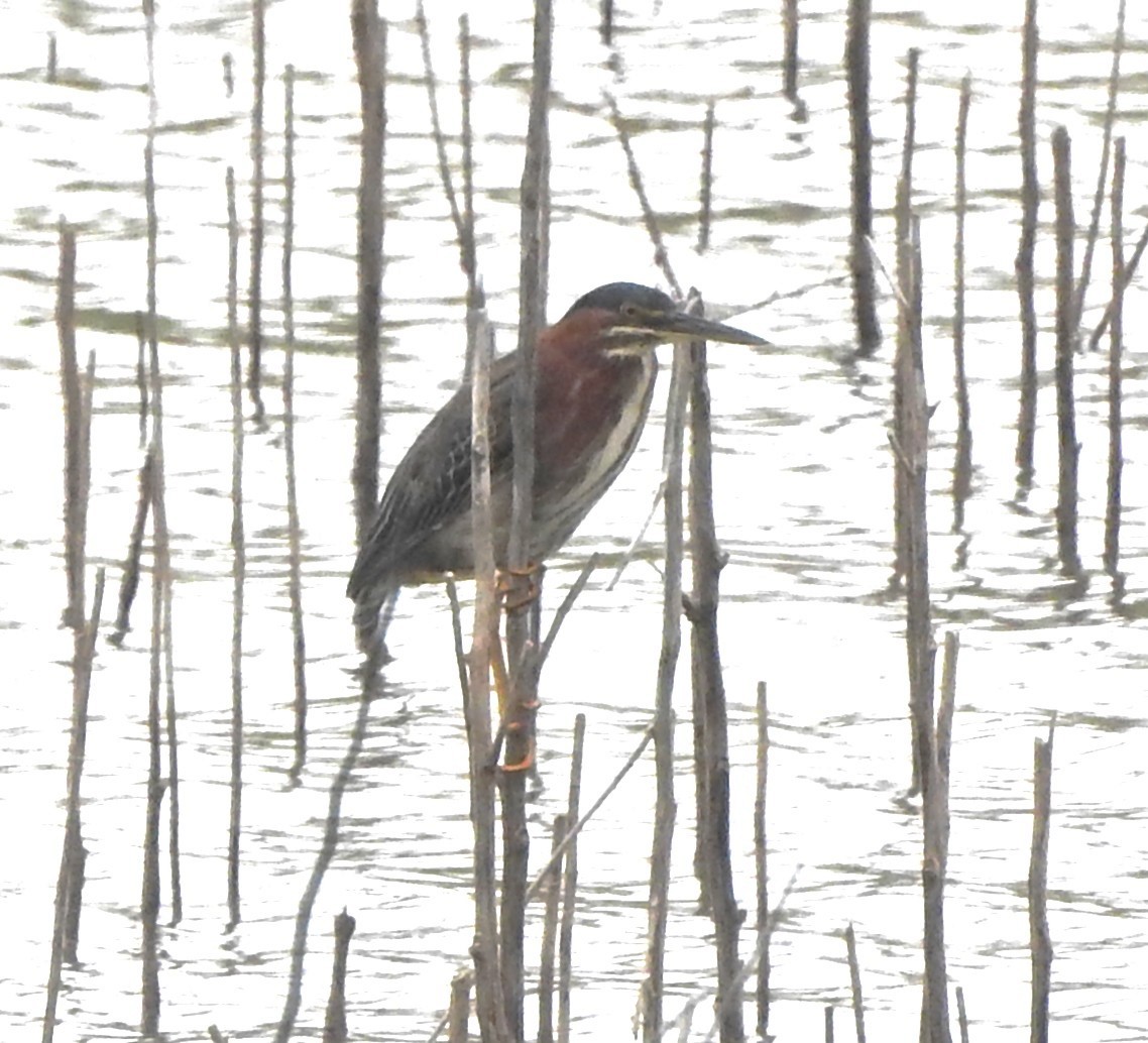 grønnrygghegre - ML641242389