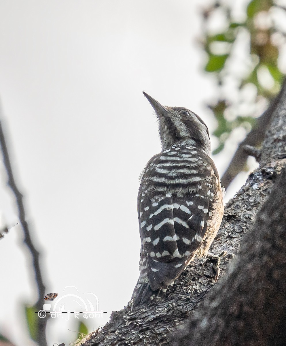 Sunda Pygmy Woodpecker - ML641242390