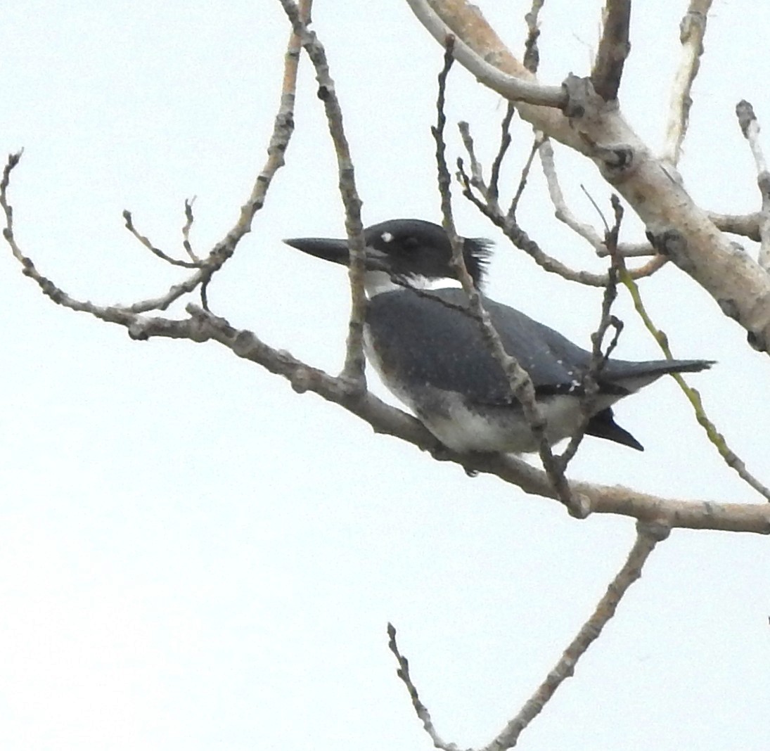 belteisfugl - ML641242399