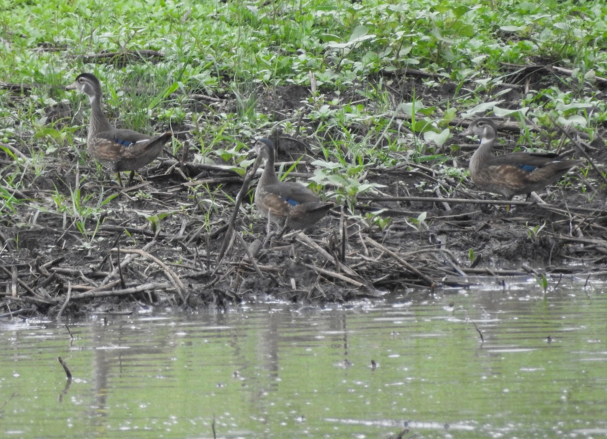 brudeand - ML641242419