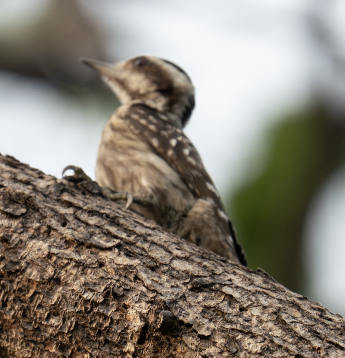 Sunda Pygmy Woodpecker - ML641242436