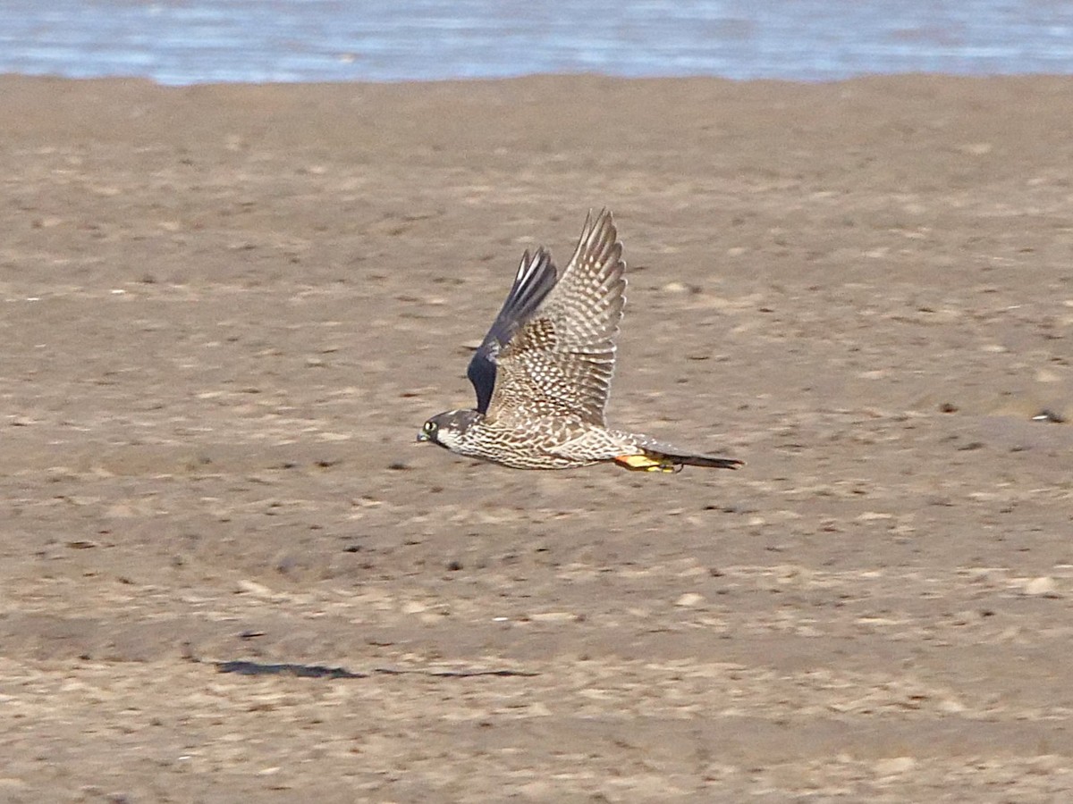 Peregrine Falcon - ML641242451