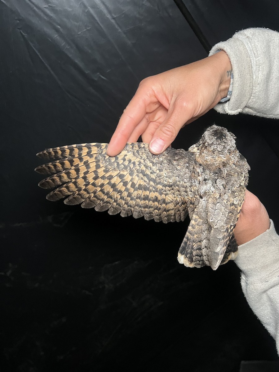 Common Poorwill - ML641242472