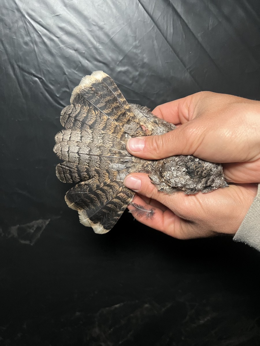 Common Poorwill - ML641242473