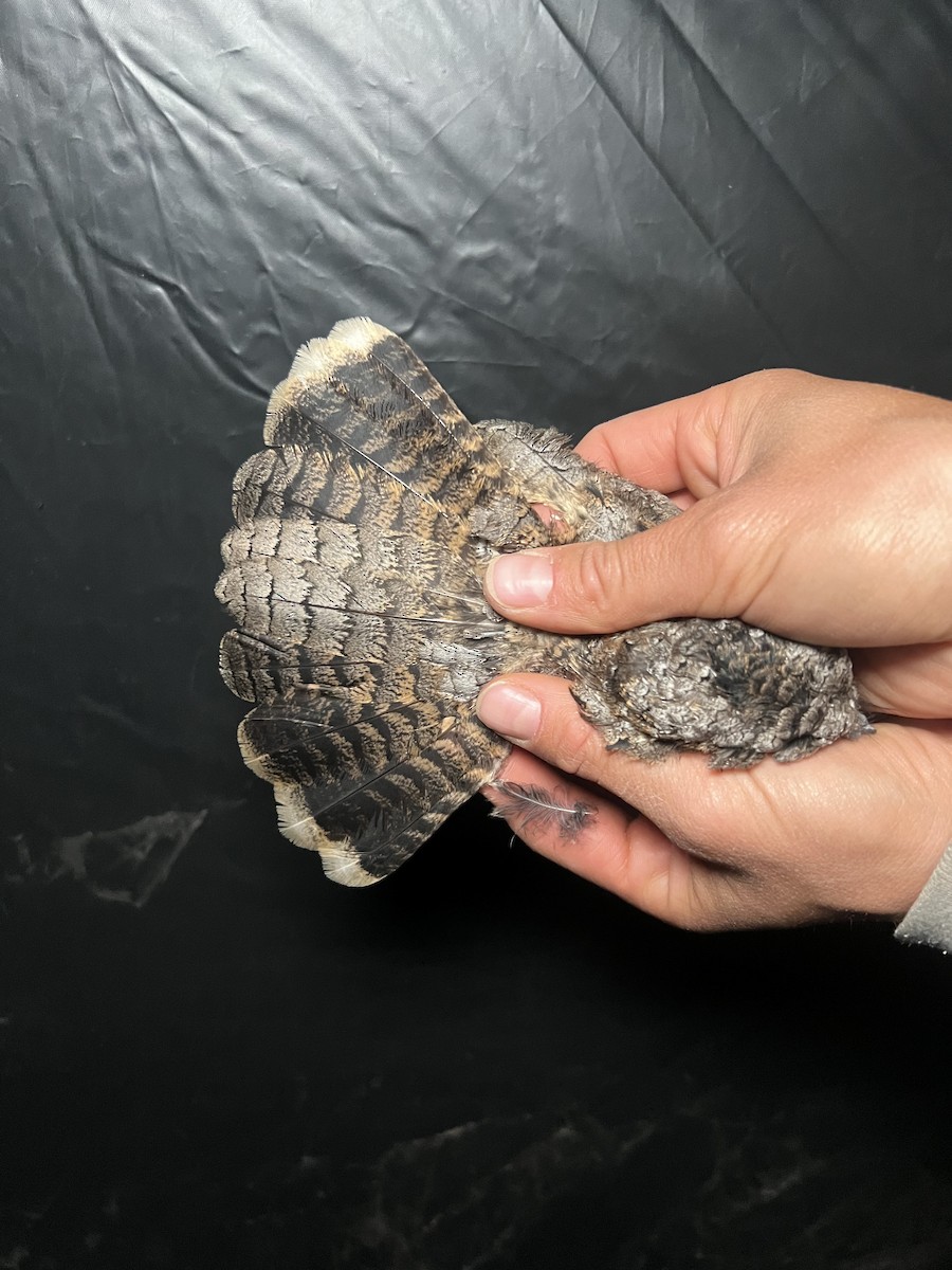 Common Poorwill - ML641242474