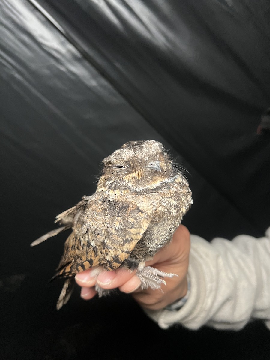 Common Poorwill - ML641242476