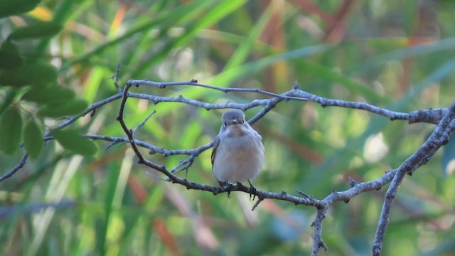 European Pied Flycatcher - ML641242492
