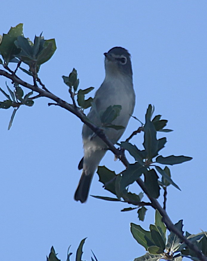 Plumbeous Vireo - ML641242531