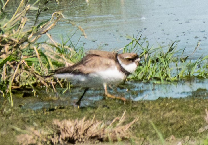 Semipalmated Plover - ML641242567
