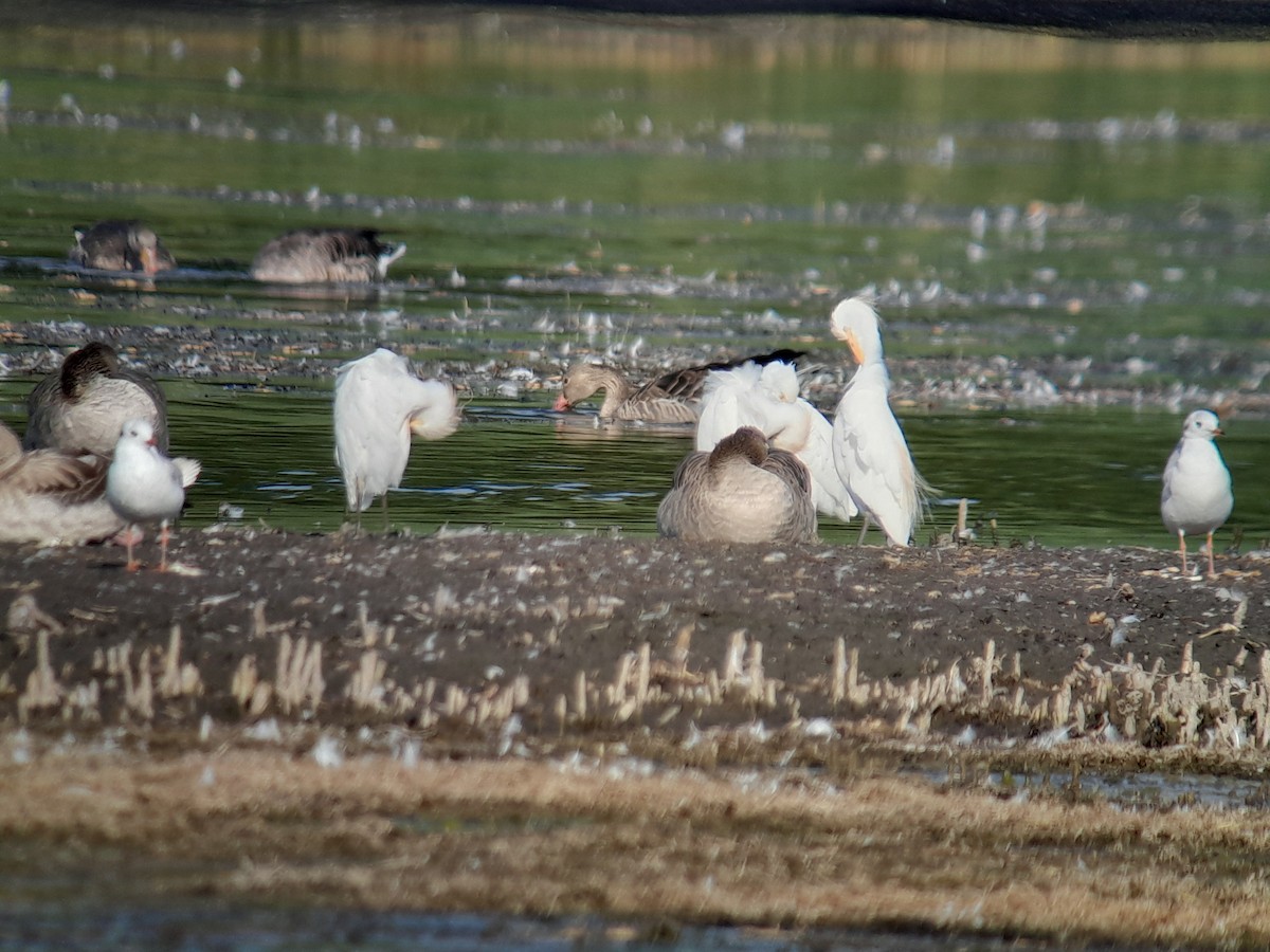 Western Cattle-Egret - ML641242572
