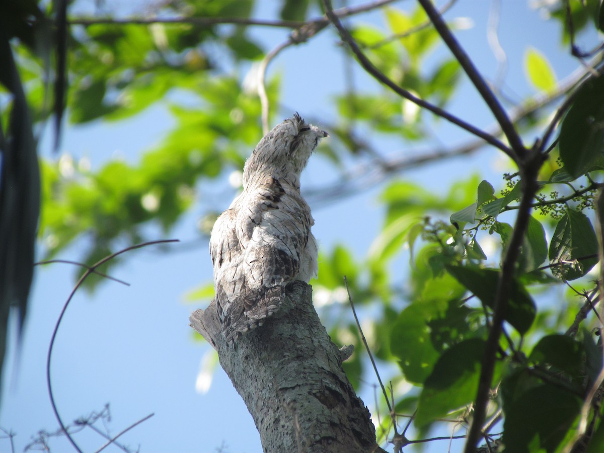 Northern Potoo - ML641242580