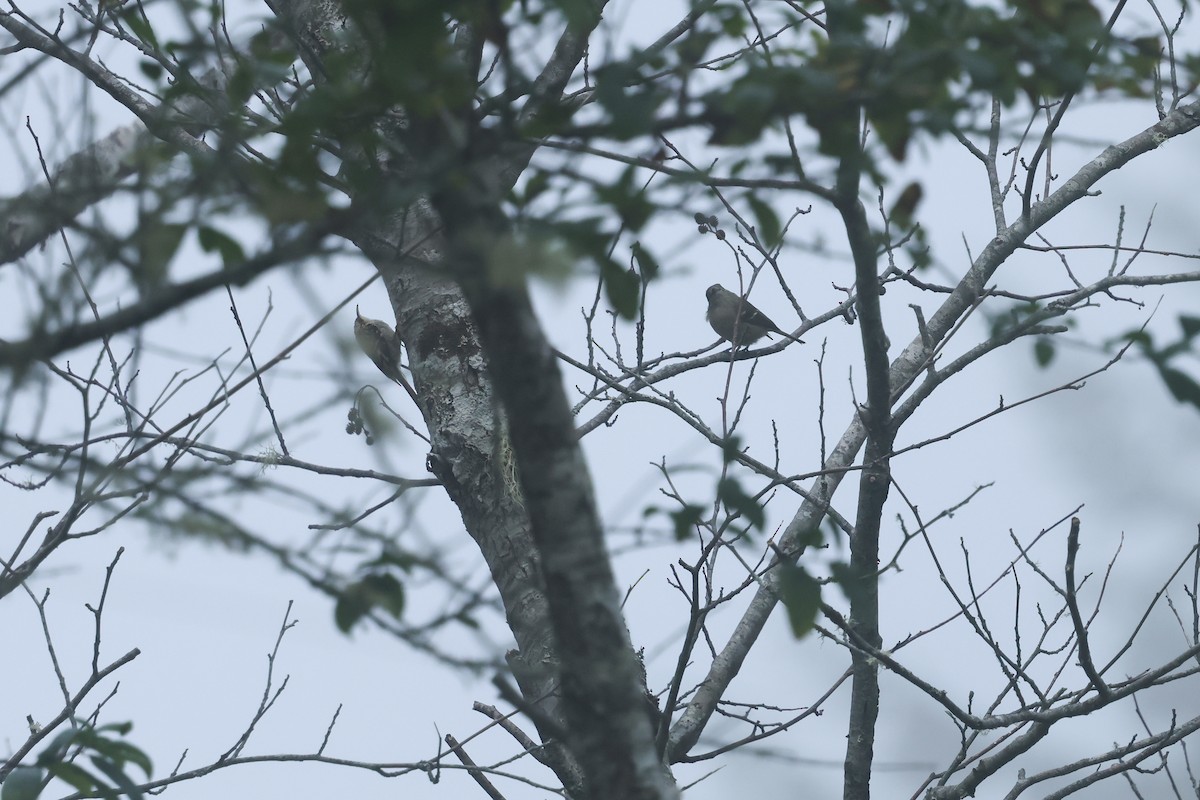 Brown Creeper - ML641242602