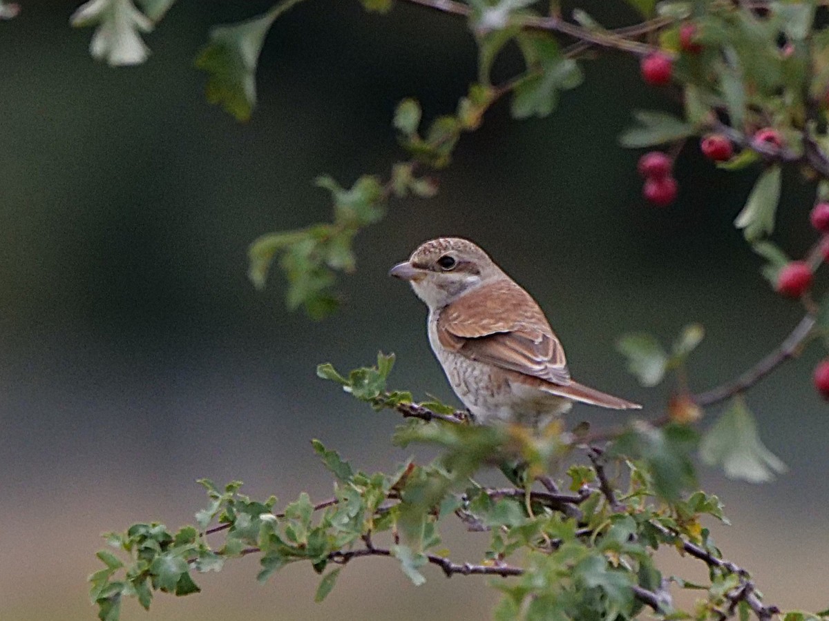 Red-backed Shrike - ML641242645