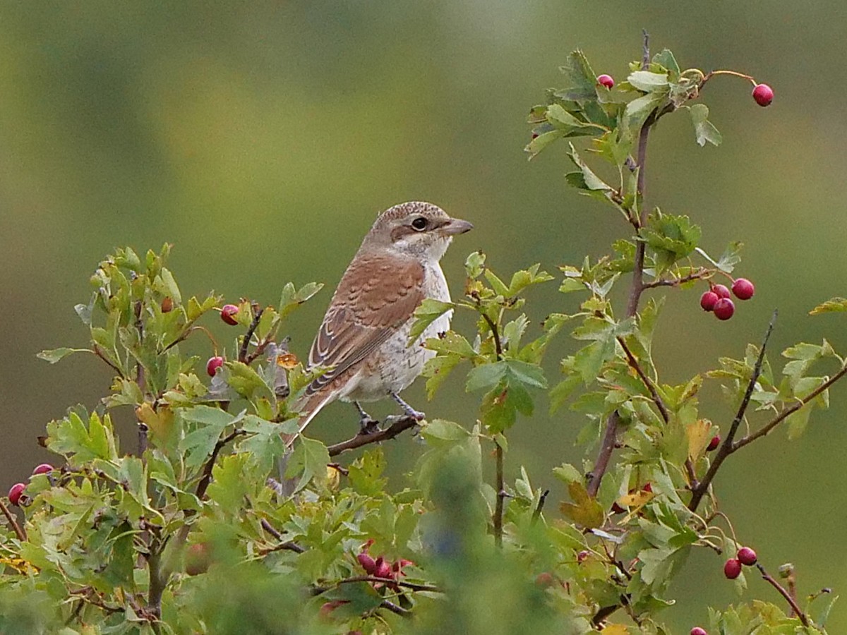Red-backed Shrike - ML641242646