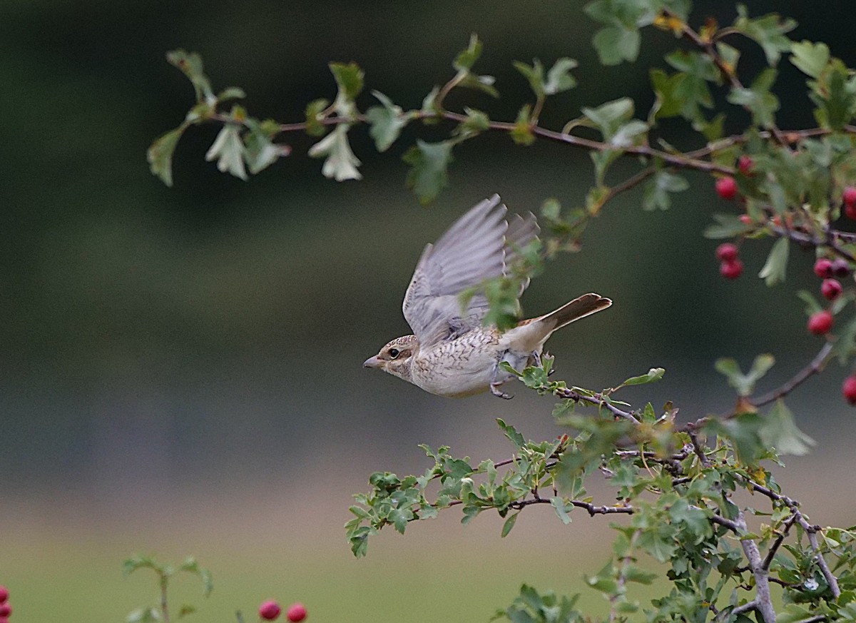 Red-backed Shrike - ML641242647
