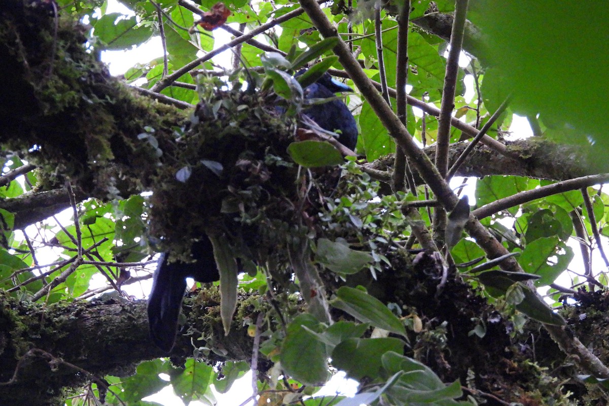 Wattled Guan - ML641242687