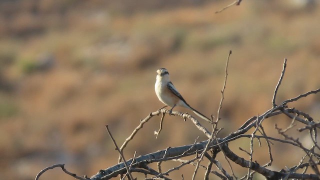 Masked Shrike - ML641242696