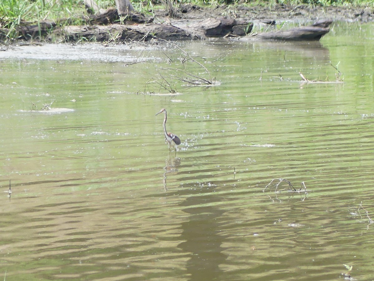 Tricolored Heron - ML641242697