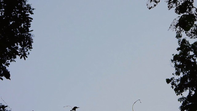 White-collared Swift - ML641242700