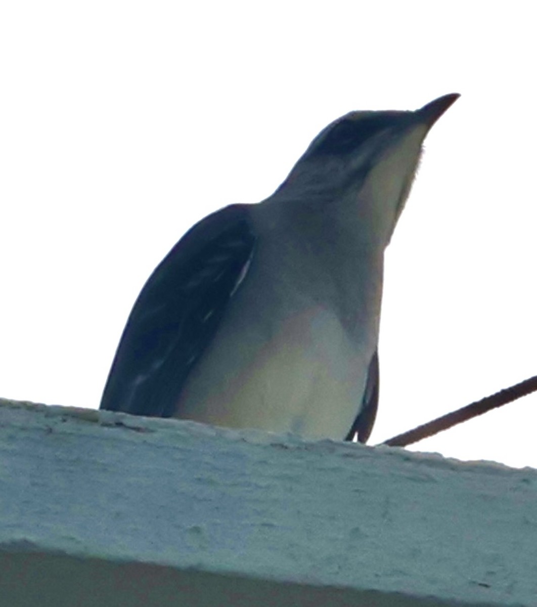 Tropical Mockingbird - ML641242783